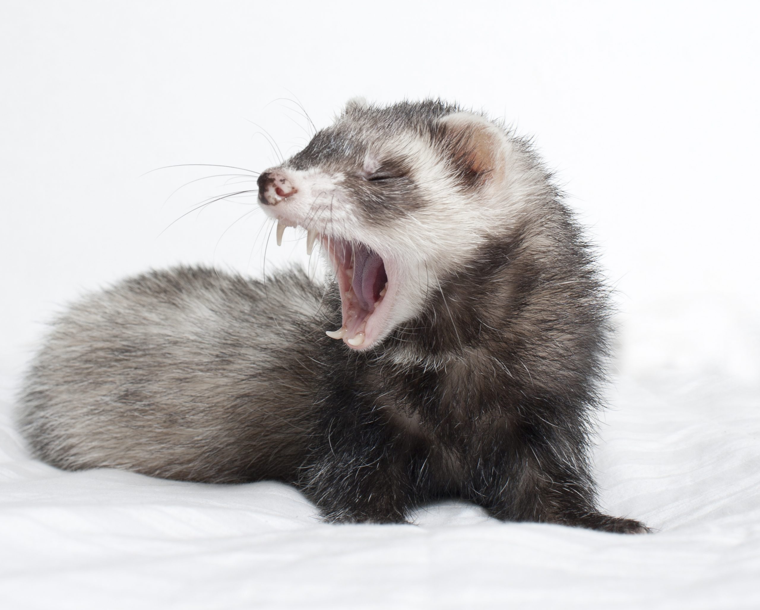 Detail Ferret Pic Nomer 14
