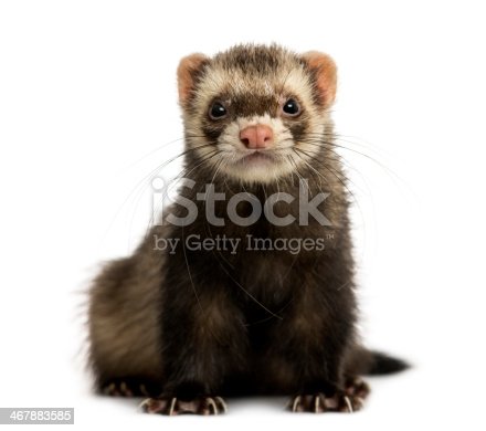 Detail Ferret Pic Nomer 16