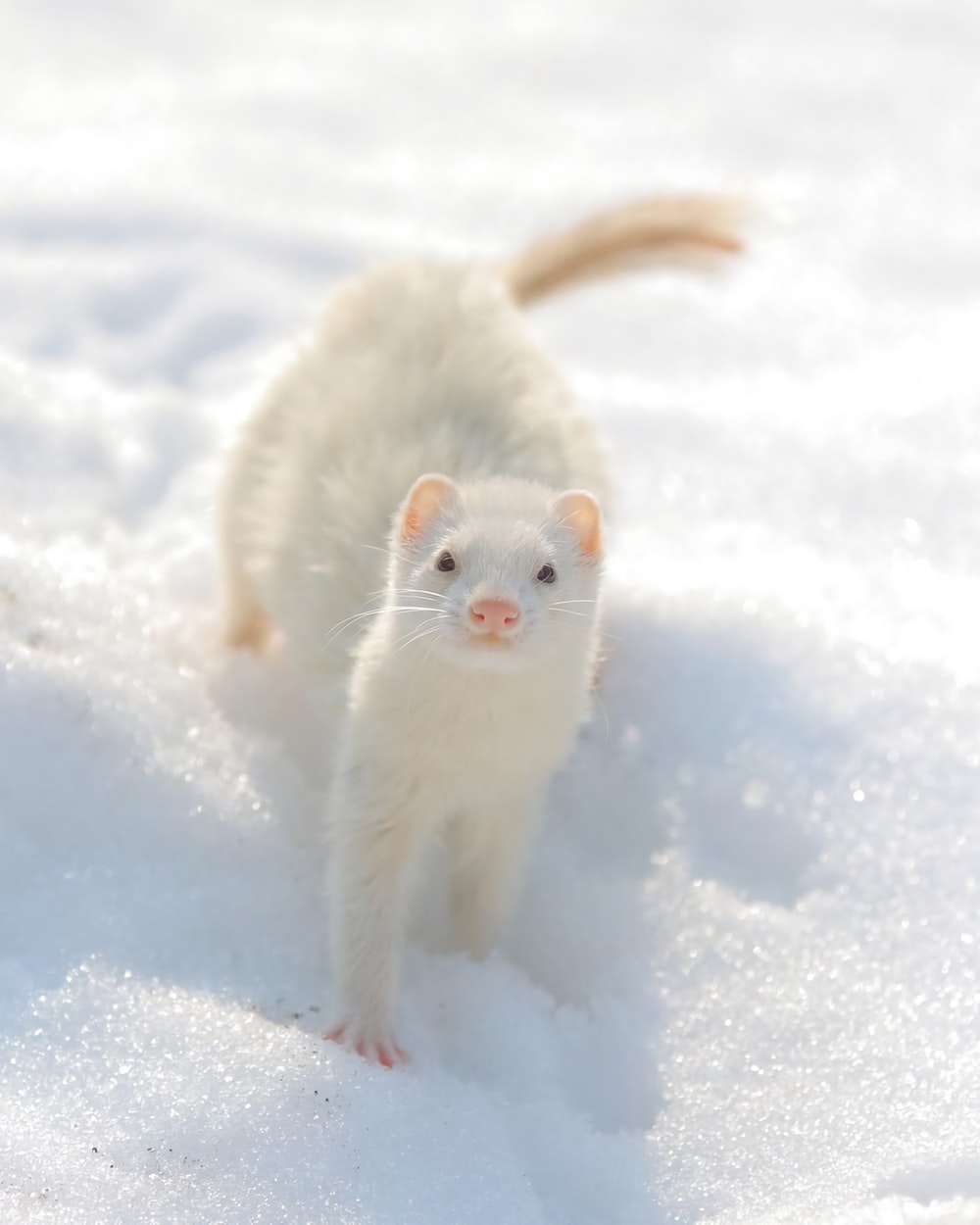 Detail Ferret Pic Nomer 17