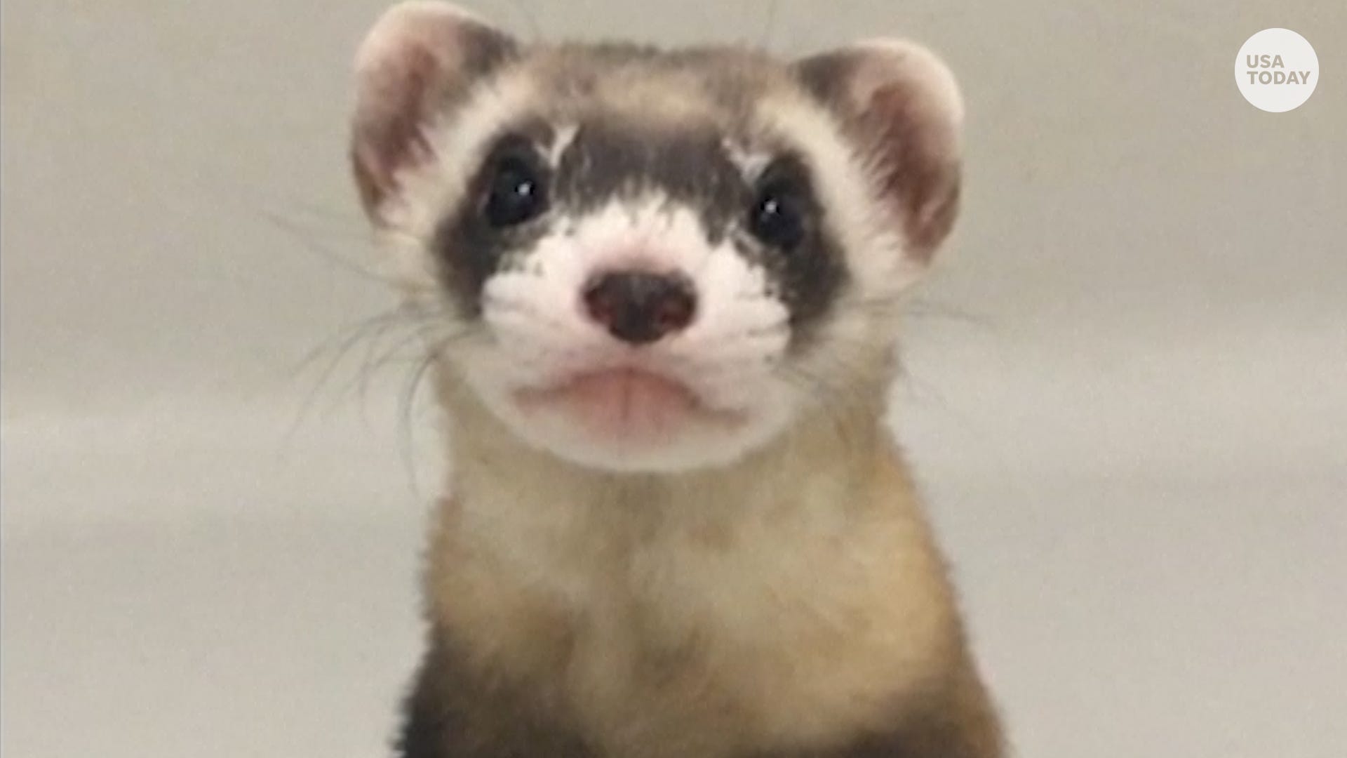 Detail Ferret Pic Nomer 18