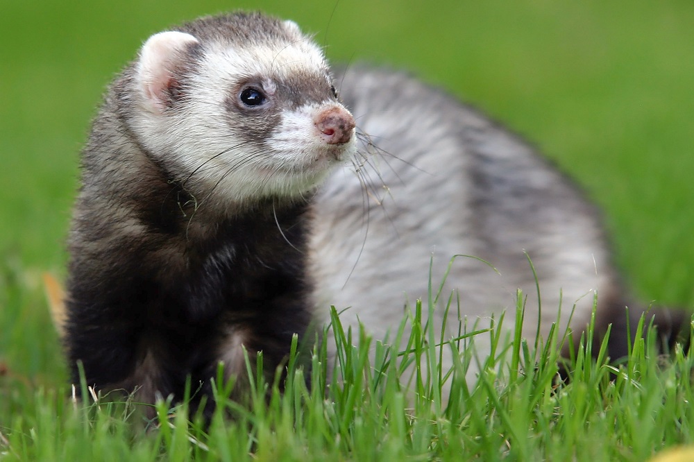 Detail Ferret Pic Nomer 3
