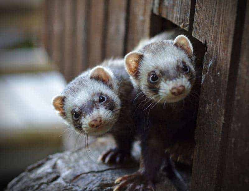 Detail Ferret Pic Nomer 20