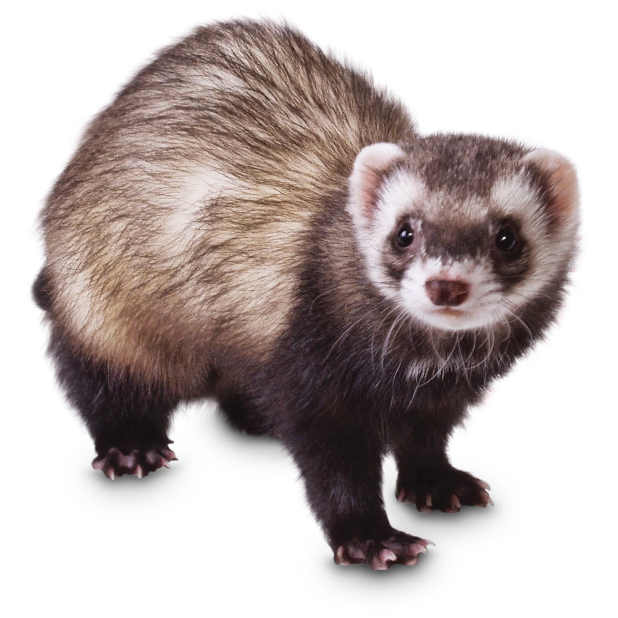 Detail Ferret Pic Nomer 21