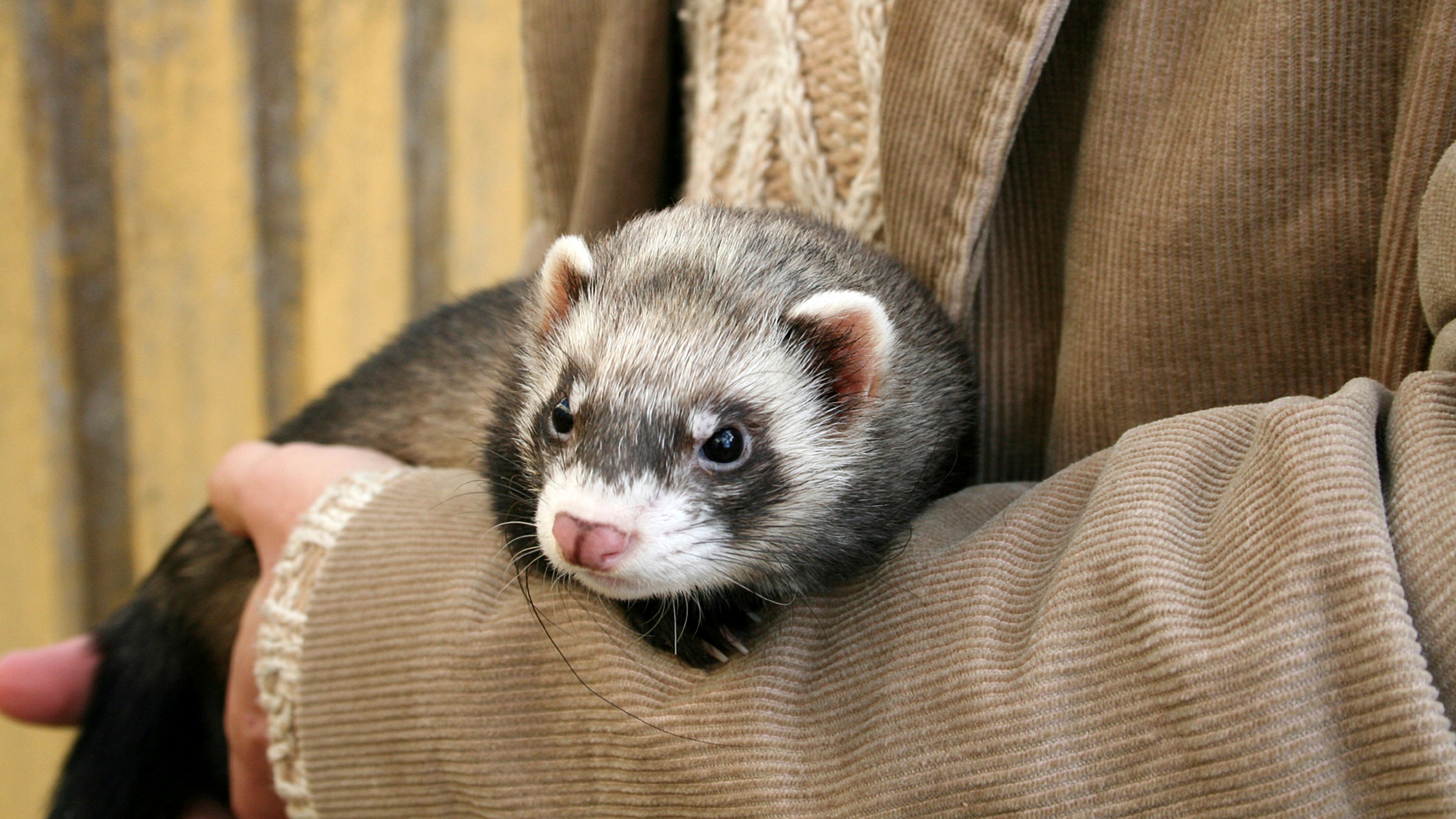 Detail Ferret Pic Nomer 22