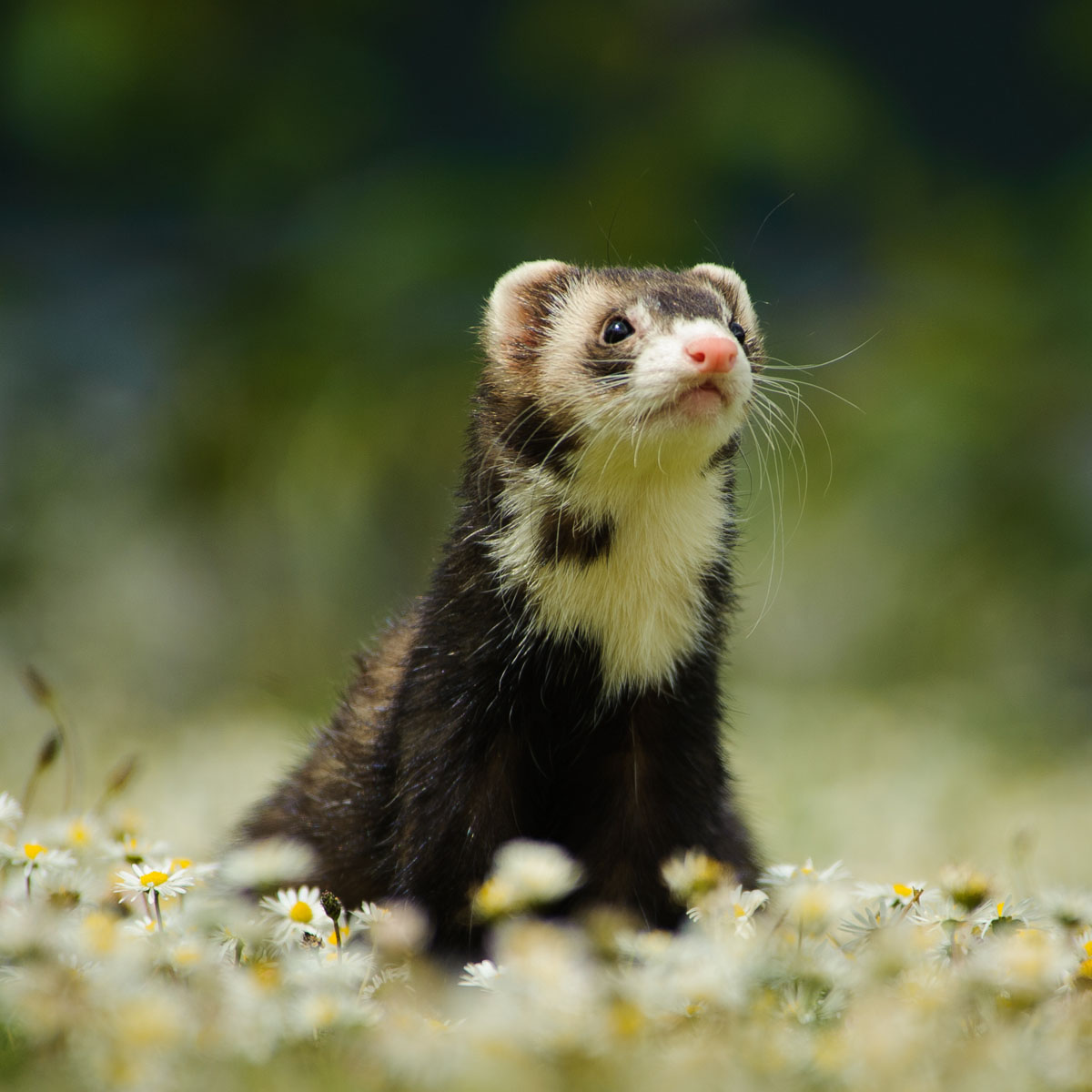 Detail Ferret Pic Nomer 23