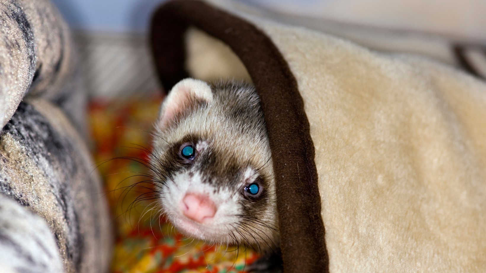 Detail Ferret Pic Nomer 24