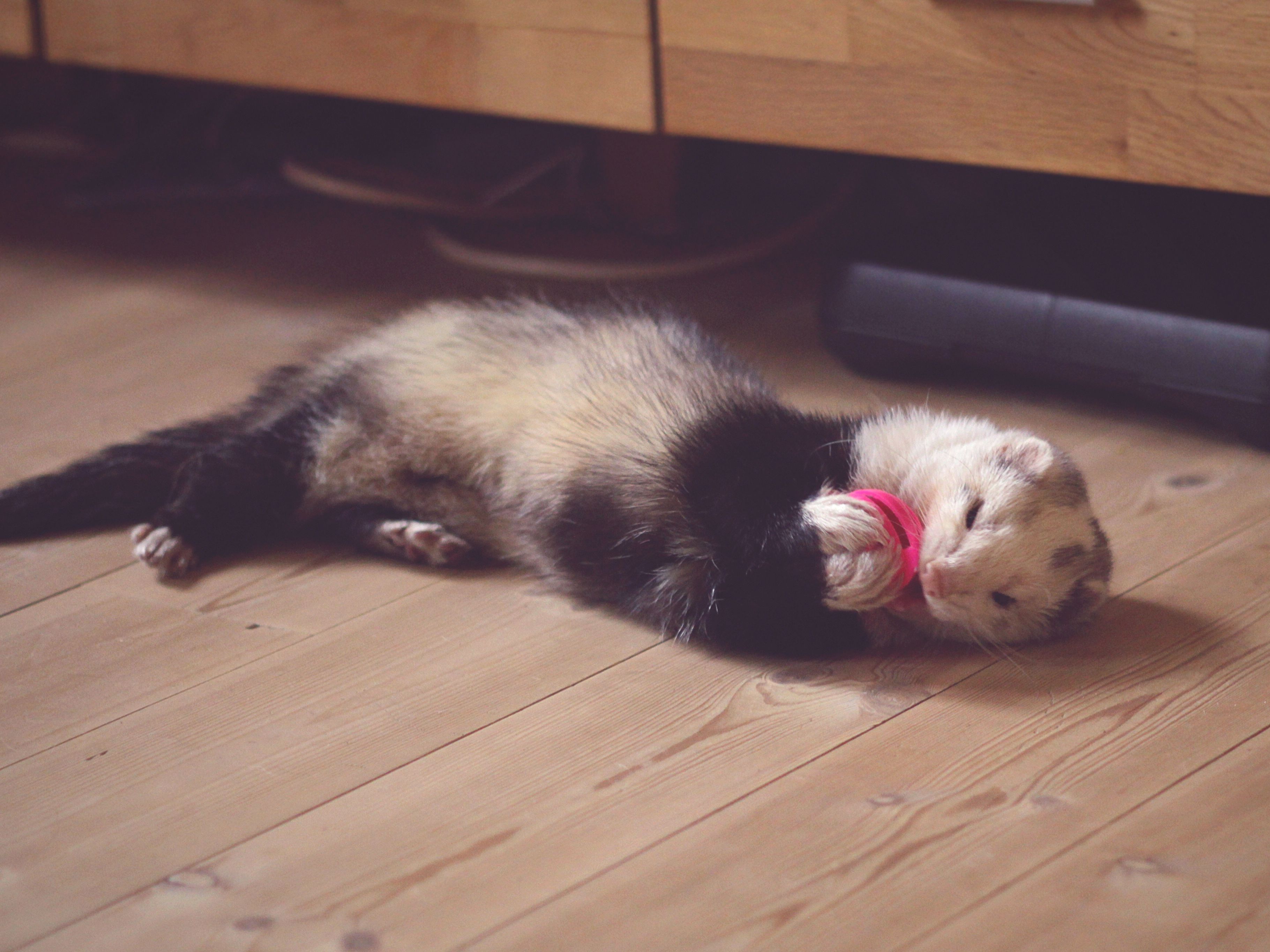 Detail Ferret Pic Nomer 26