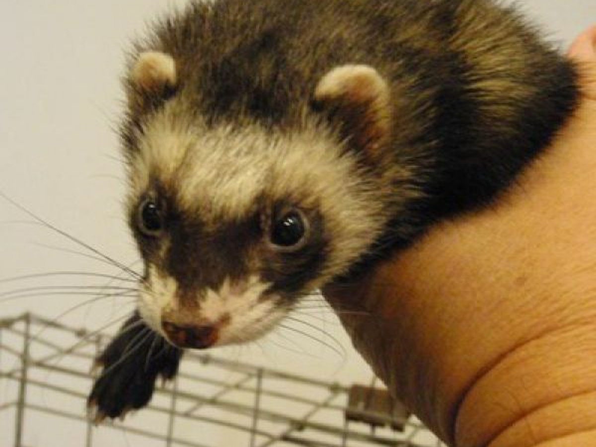 Detail Ferret Pic Nomer 27