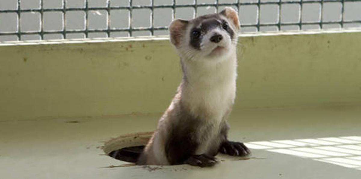 Detail Ferret Pic Nomer 28