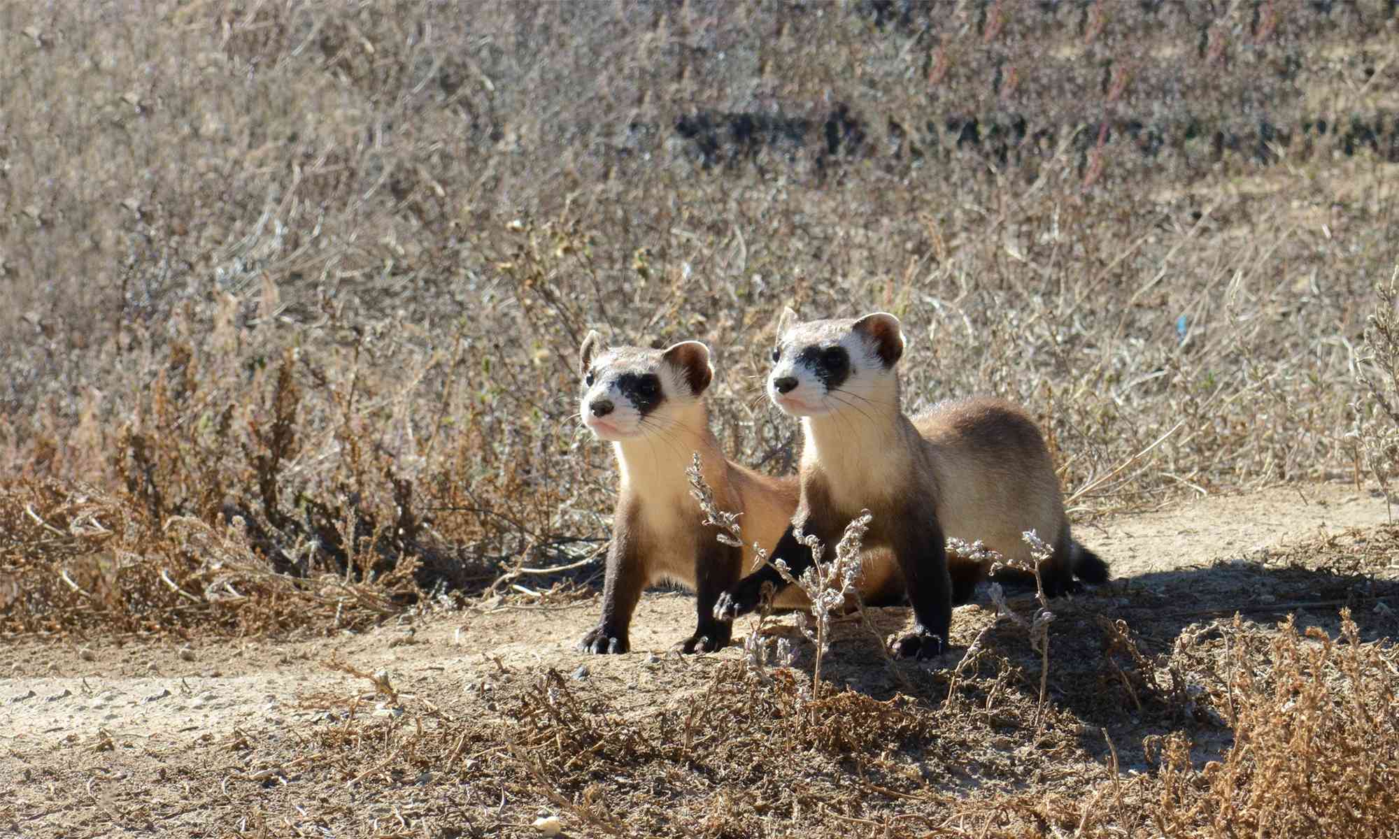Detail Ferret Pic Nomer 35