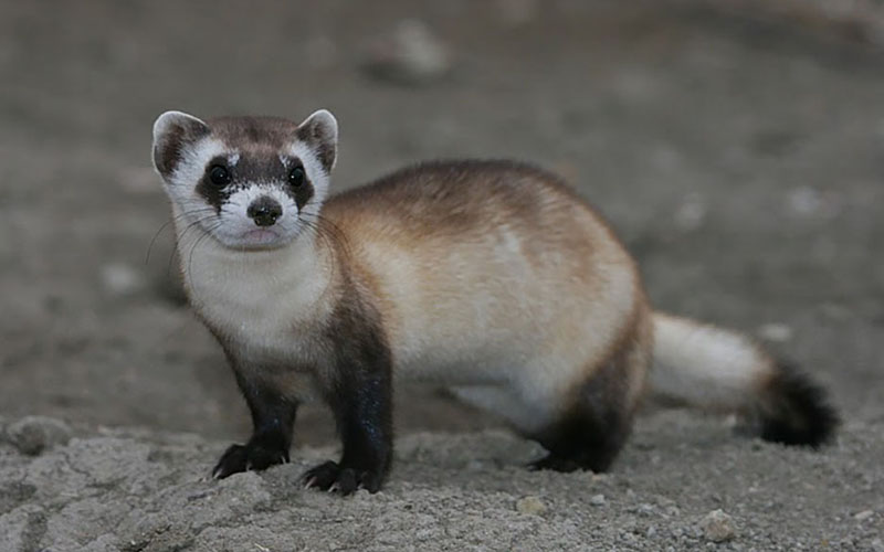 Detail Ferret Pic Nomer 4