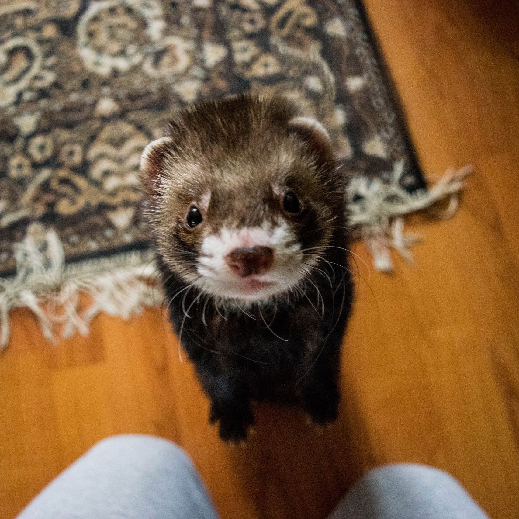 Detail Ferret Pic Nomer 36