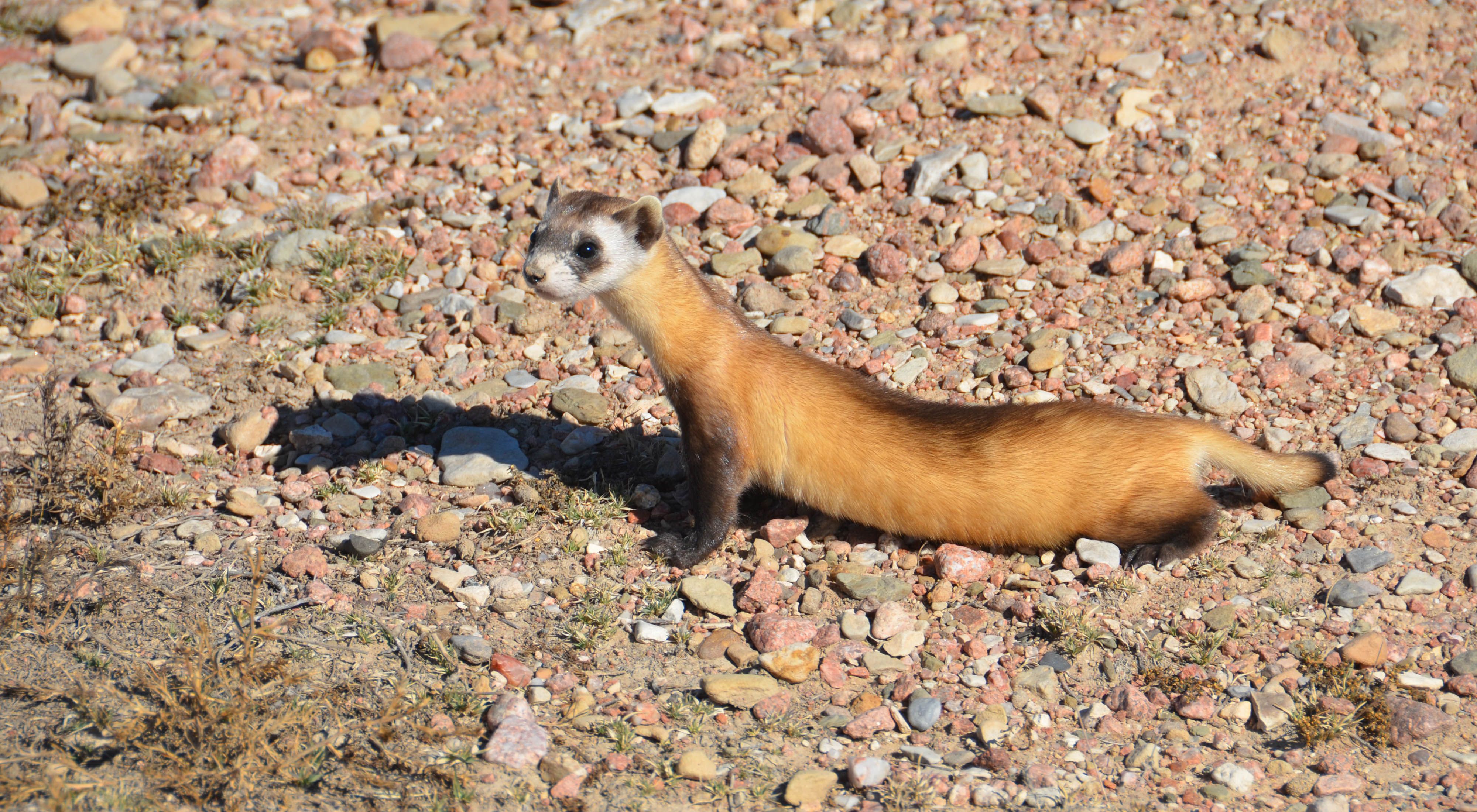 Detail Ferret Pic Nomer 37