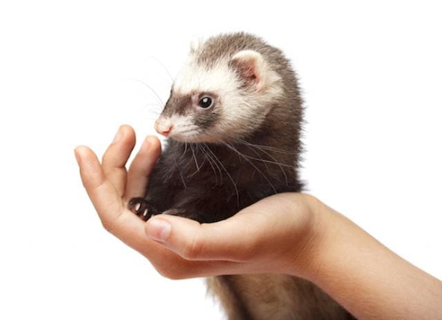 Detail Ferret Pic Nomer 38