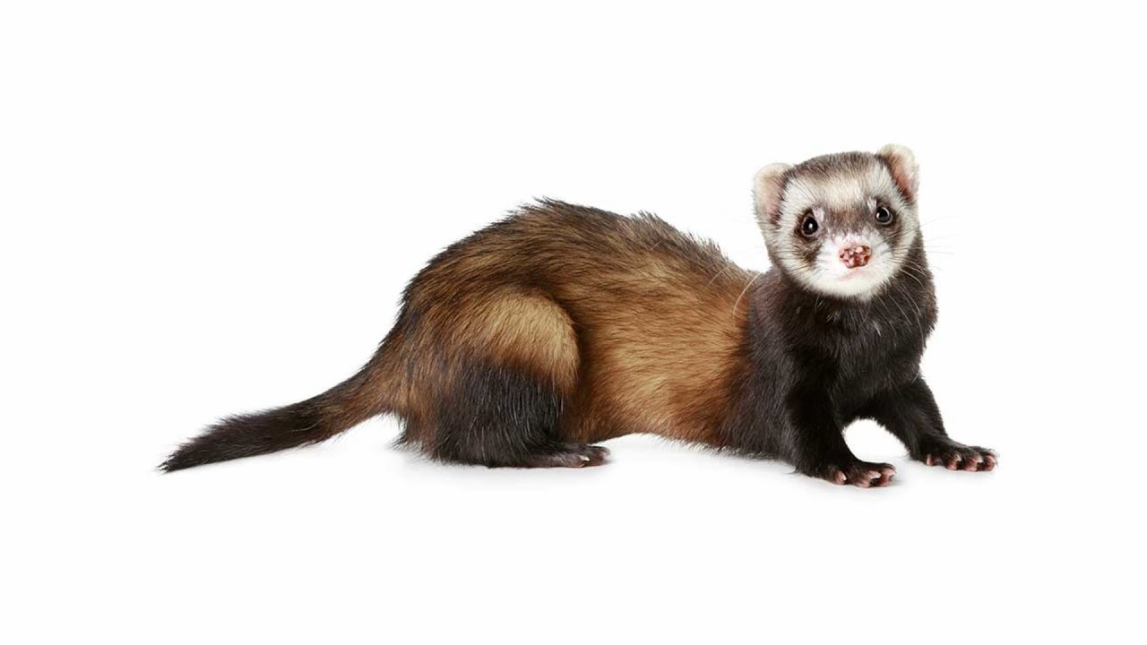 Detail Ferret Pic Nomer 39