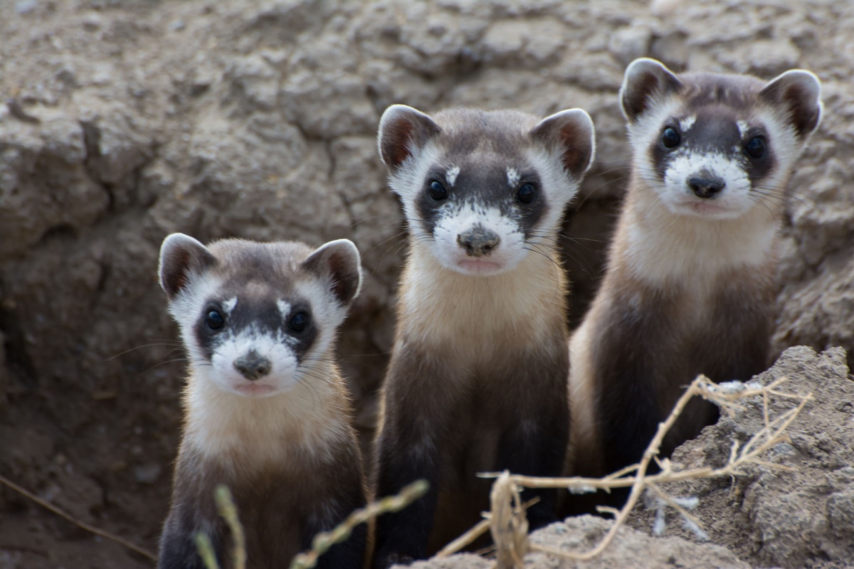 Detail Ferret Pic Nomer 40