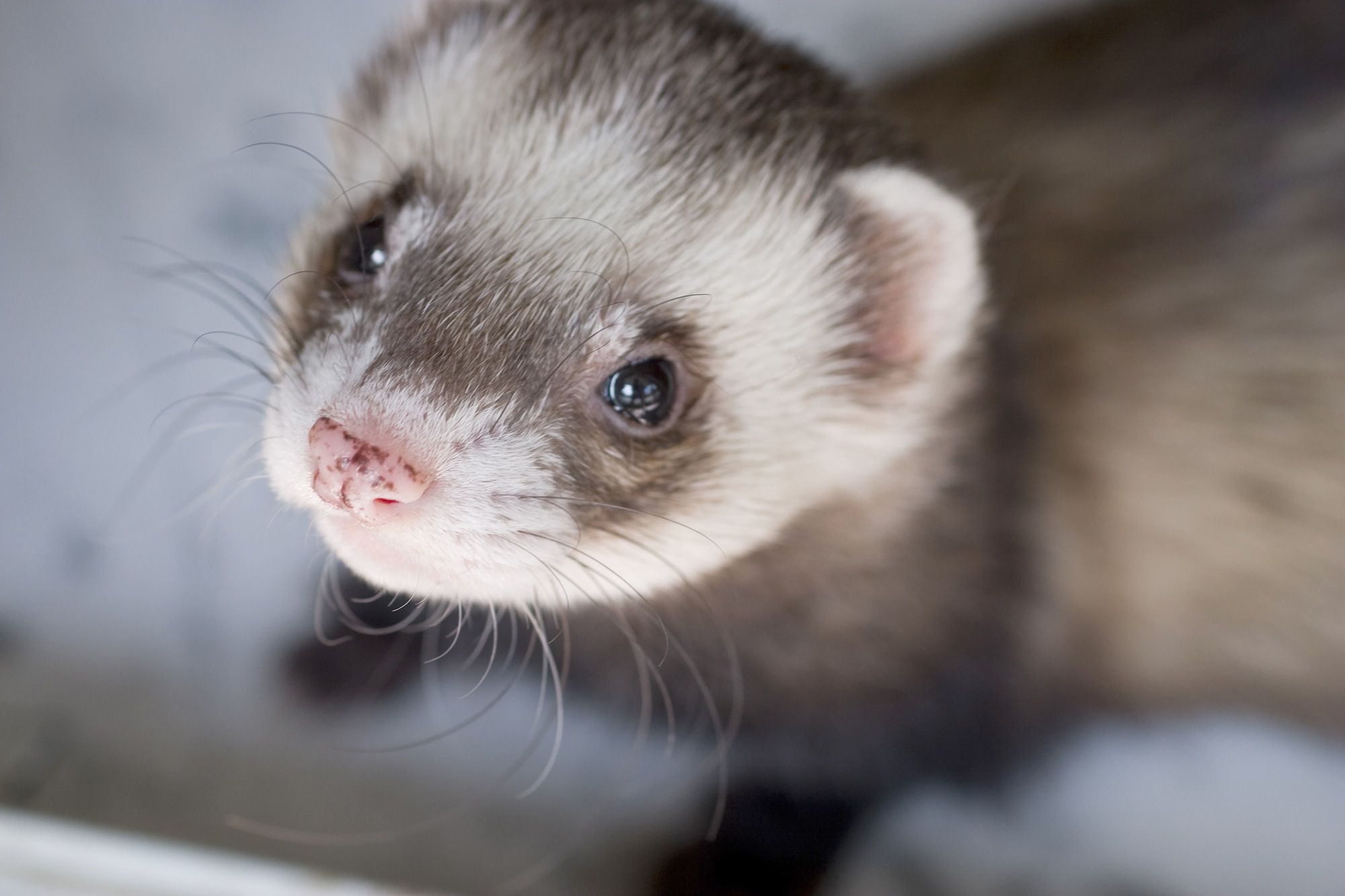 Detail Ferret Pic Nomer 42