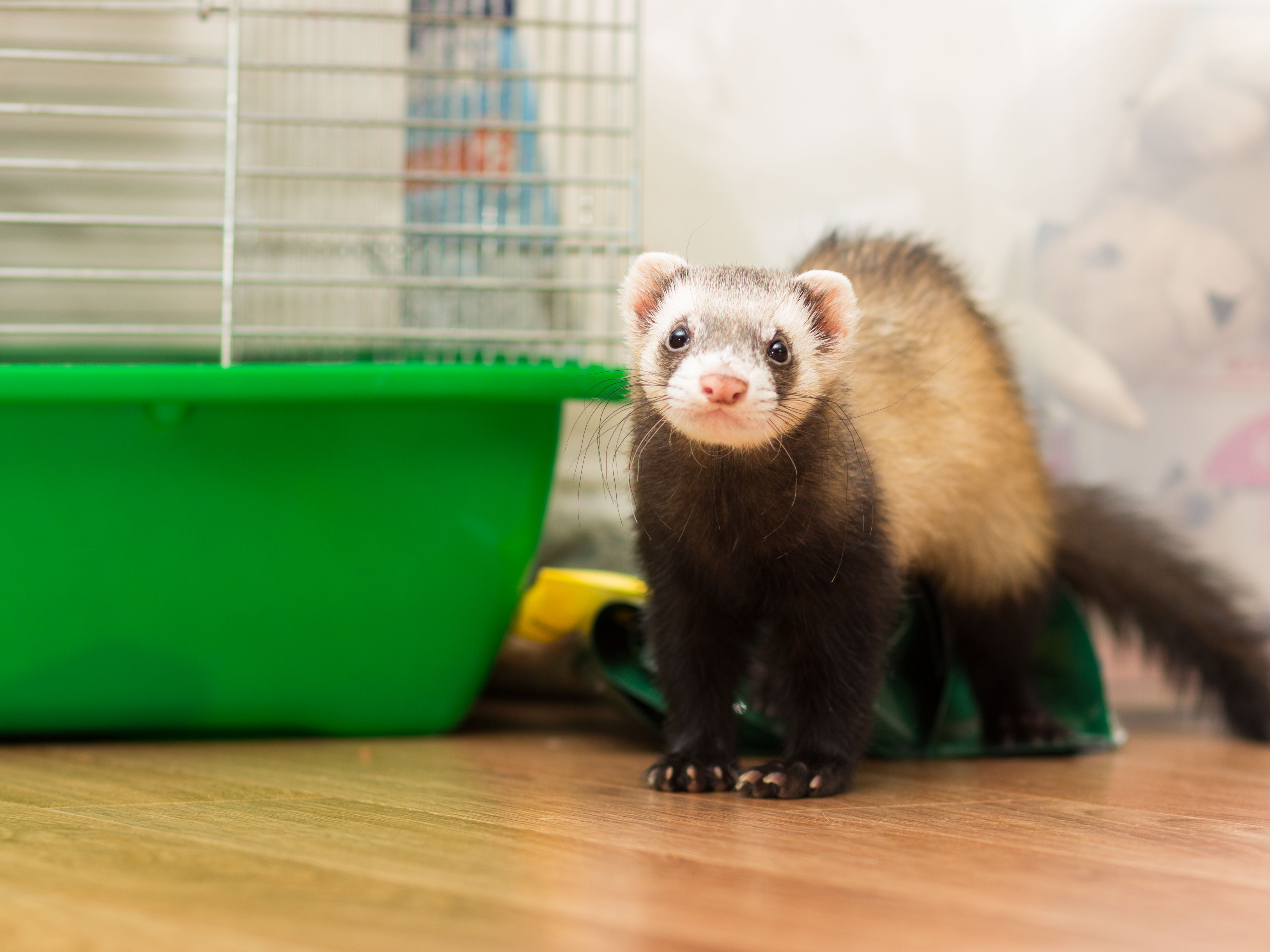 Detail Ferret Pic Nomer 43
