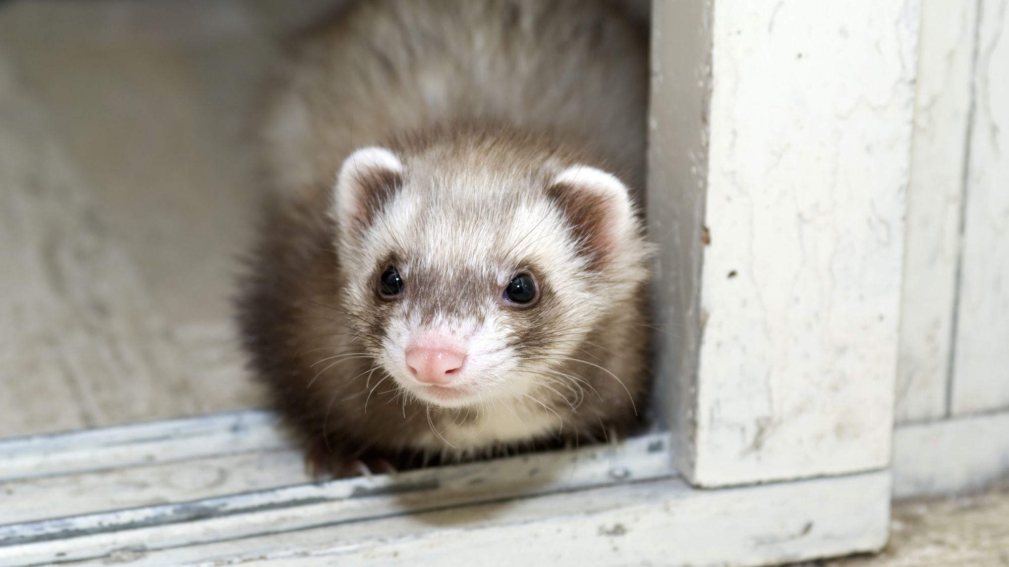 Detail Ferret Pic Nomer 44