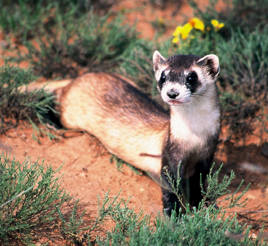 Detail Ferret Pic Nomer 45