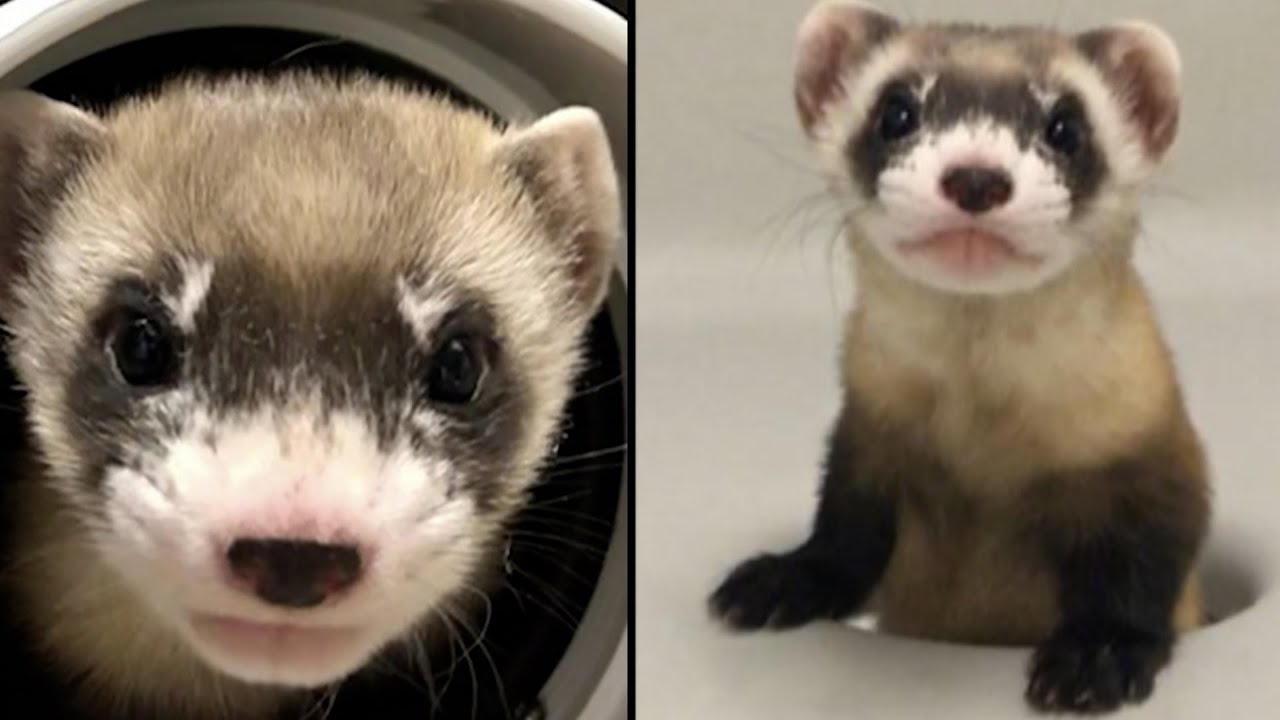 Detail Ferret Pic Nomer 46