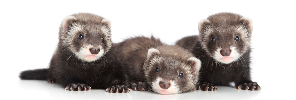 Detail Ferret Pic Nomer 47