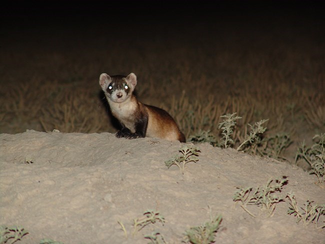 Detail Ferret Pic Nomer 49