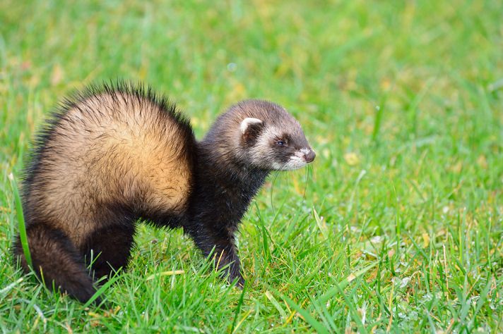 Detail Ferret Pic Nomer 50