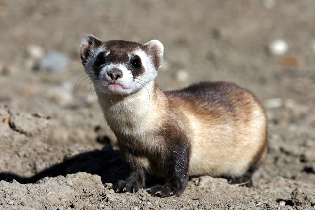 Detail Ferret Pic Nomer 51