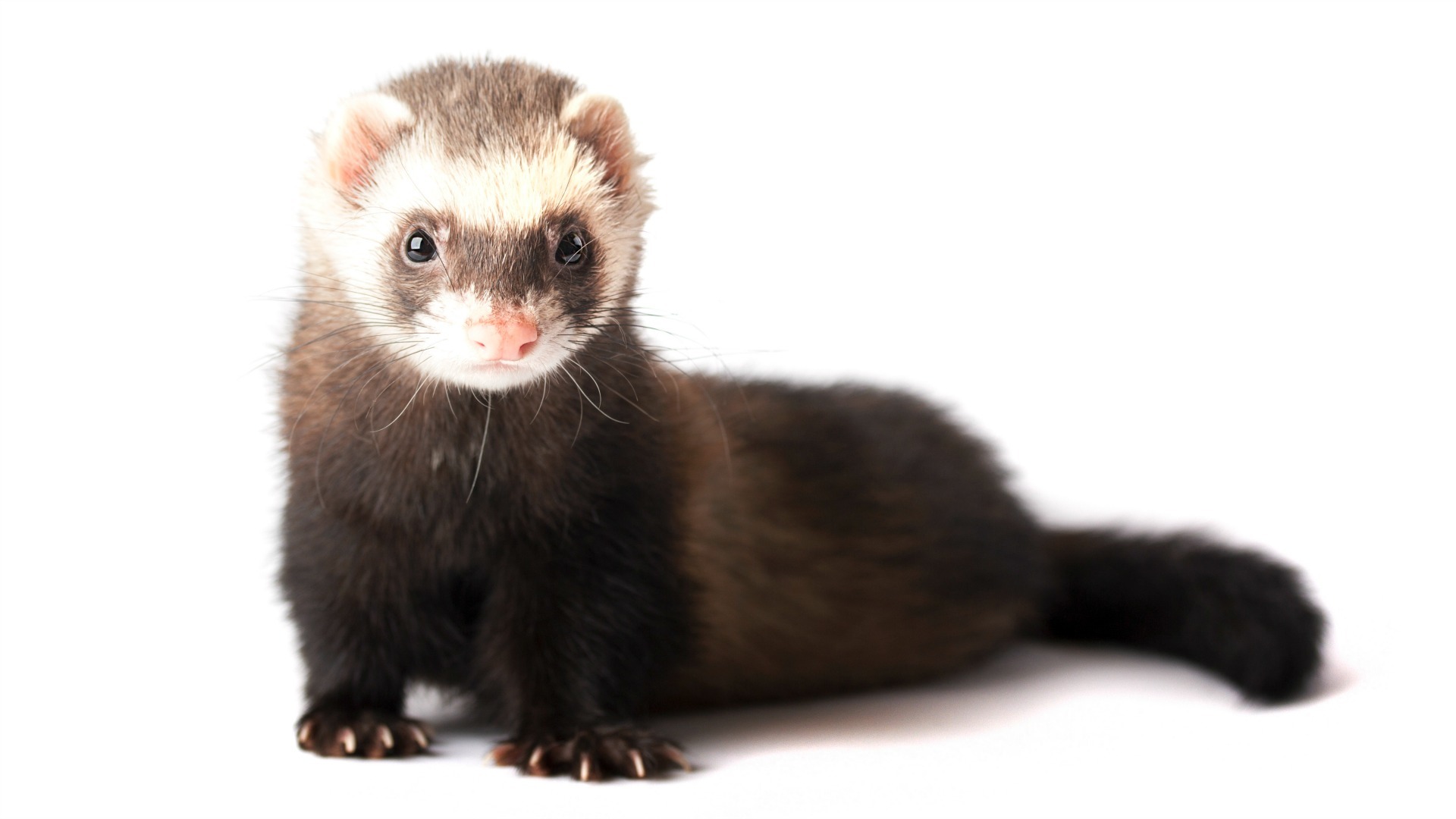 Detail Ferret Pic Nomer 53