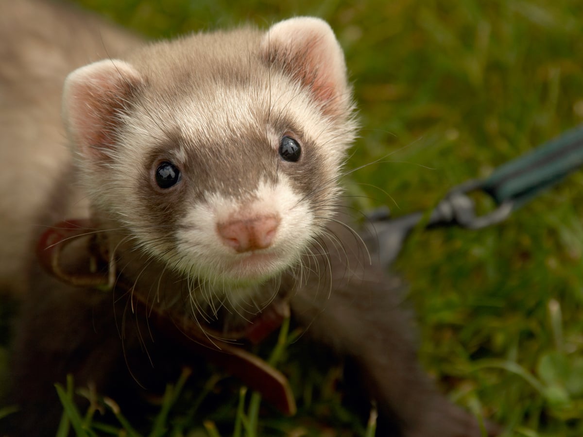 Detail Ferret Pic Nomer 6