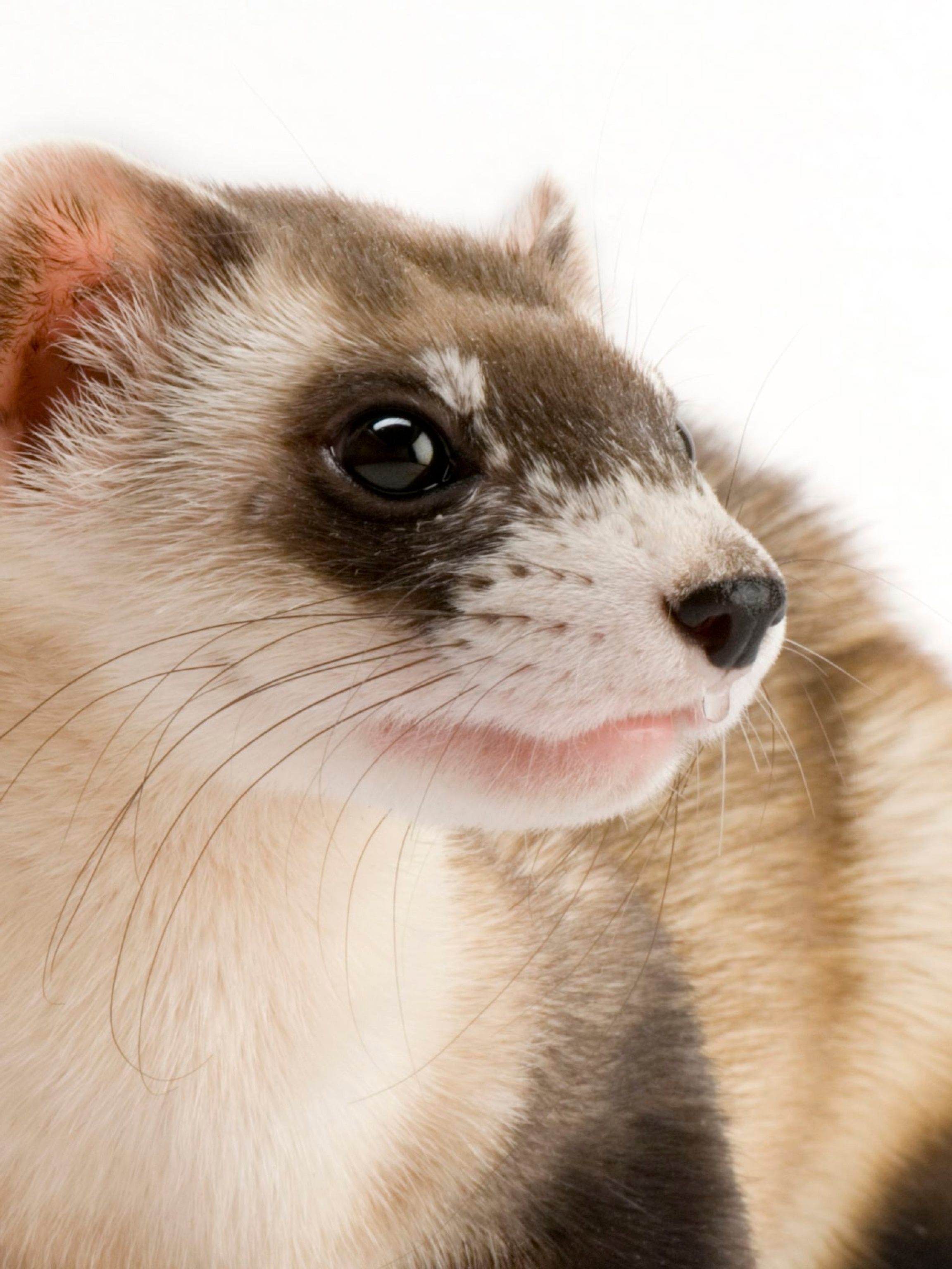 Detail Ferret Pic Nomer 9