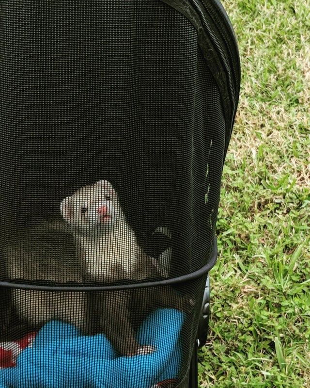 Detail Ferret Strollers Nomer 4