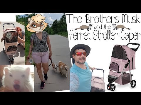 Detail Ferret Strollers Nomer 36