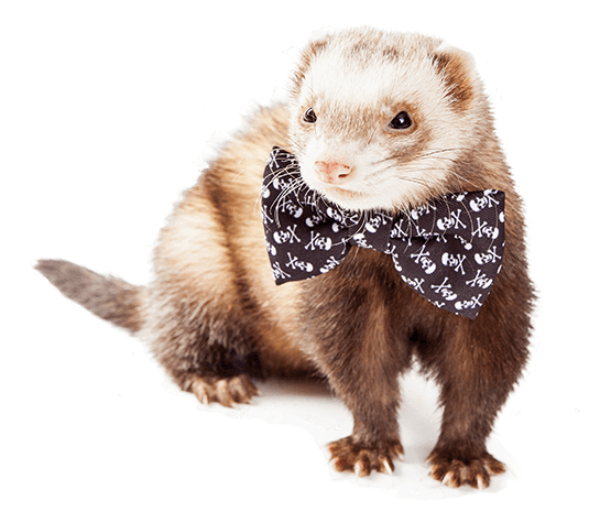 Detail Ferret Sweater Nomer 13