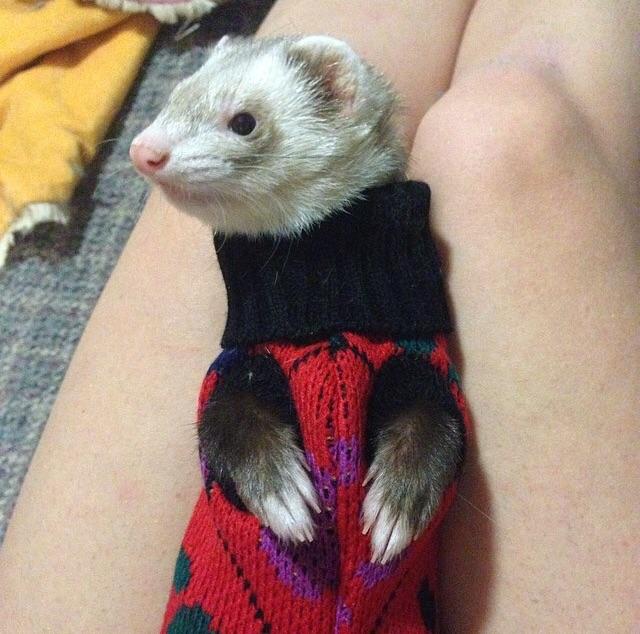 Detail Ferret Sweater Nomer 33