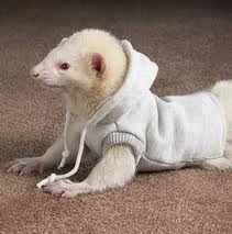 Detail Ferret Sweater Nomer 43