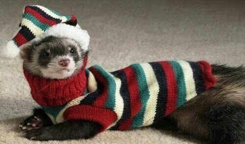 Detail Ferret Sweater Nomer 54