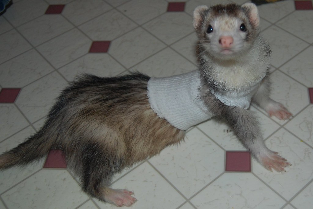 Detail Ferret Sweater Nomer 56