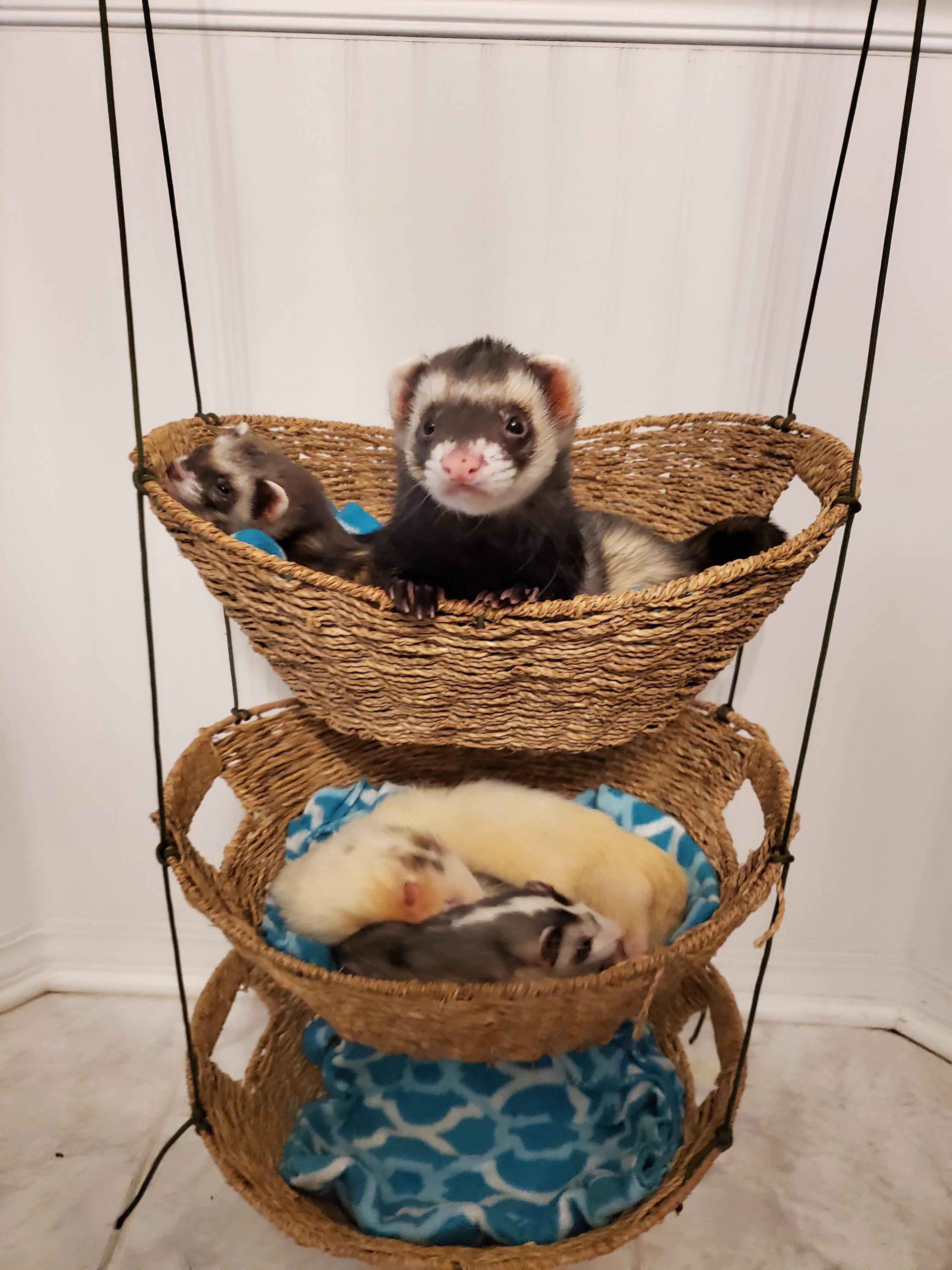 Ferret Swing - KibrisPDR