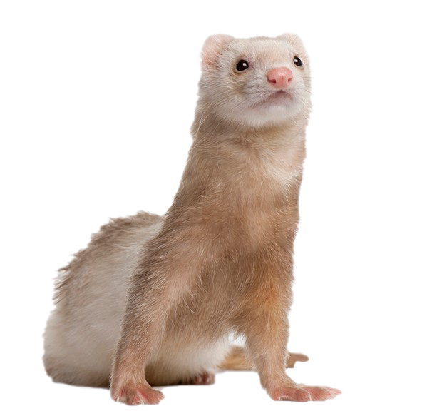 Download Ferret Transparent Nomer 30