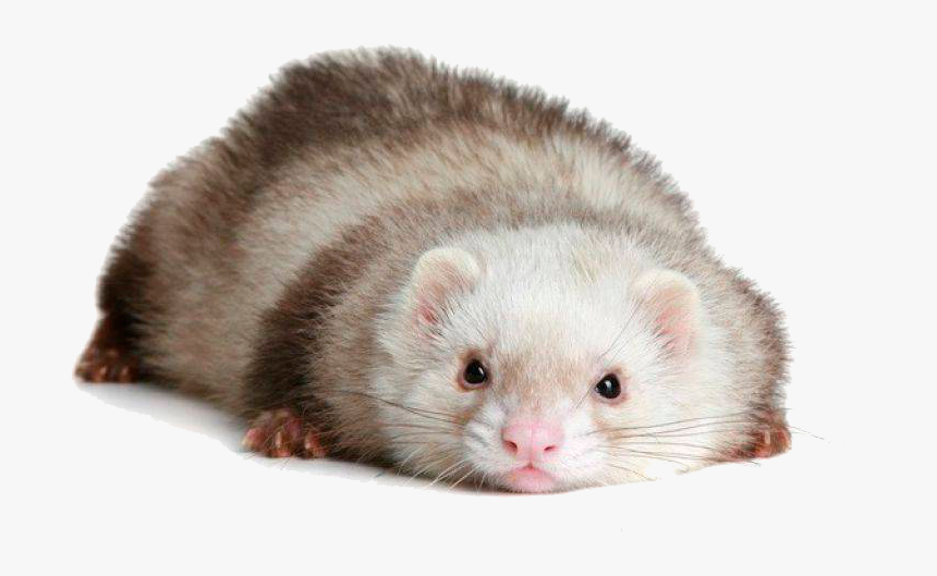 Ferret Transparent Background - KibrisPDR