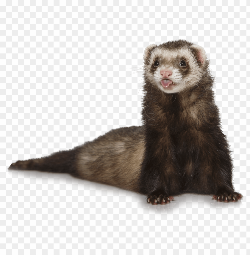 Detail Ferret Transparent Background Nomer 2