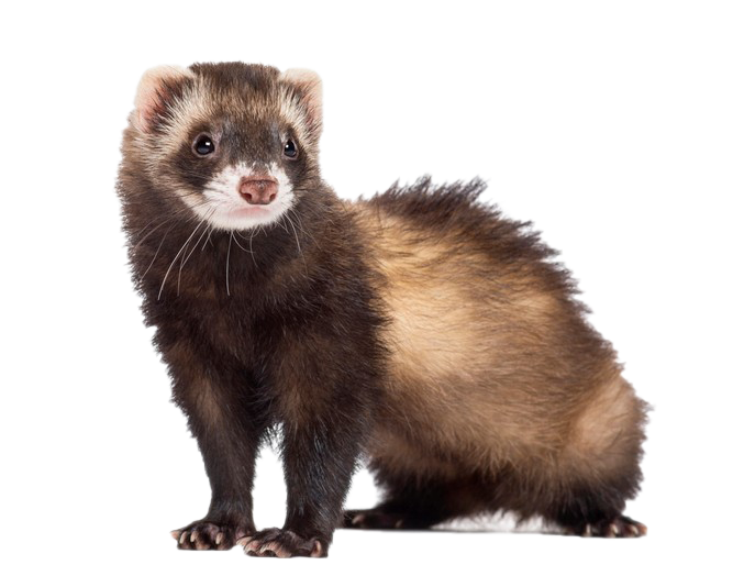 Detail Ferret Transparent Background Nomer 12