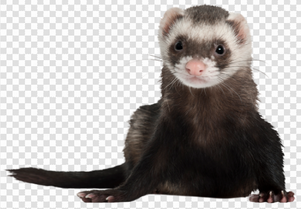 Detail Ferret Transparent Background Nomer 13