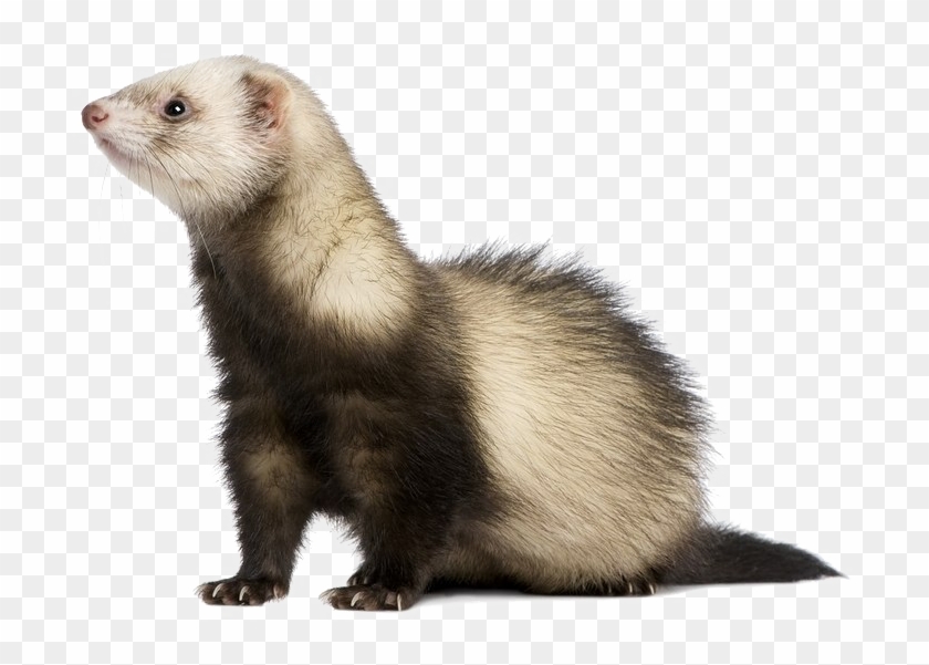 Detail Ferret Transparent Background Nomer 14