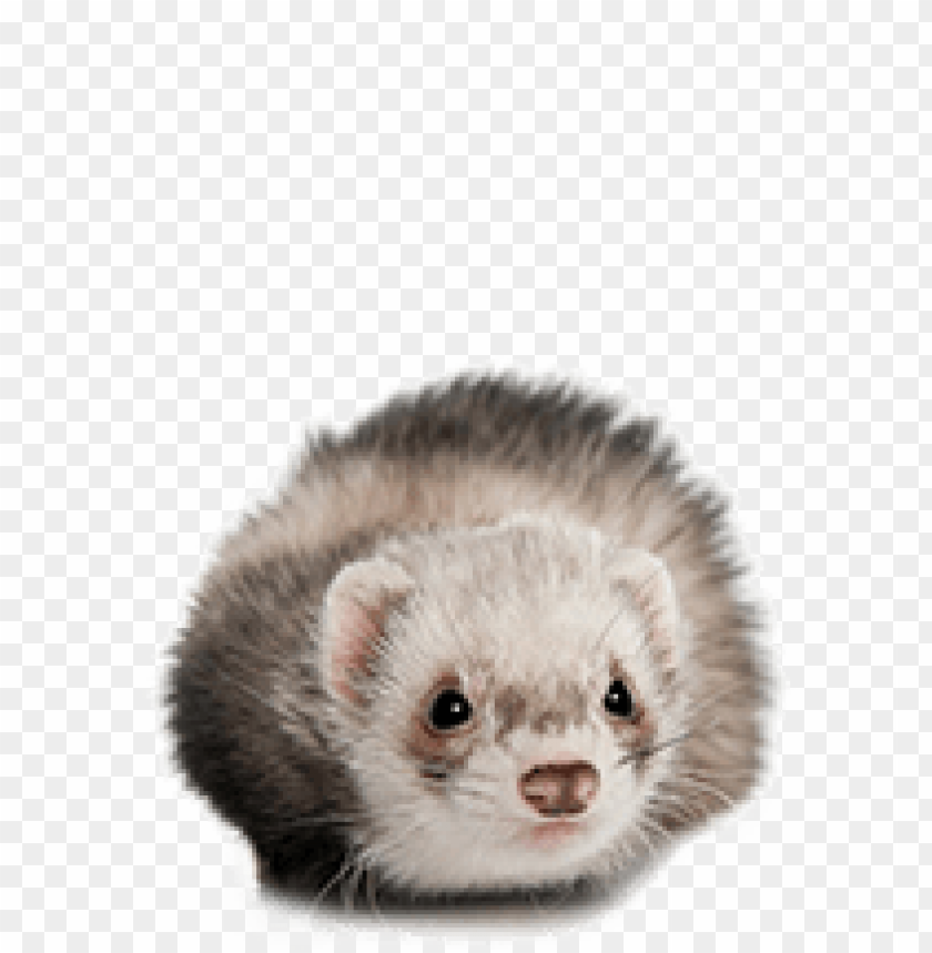 Detail Ferret Transparent Background Nomer 16