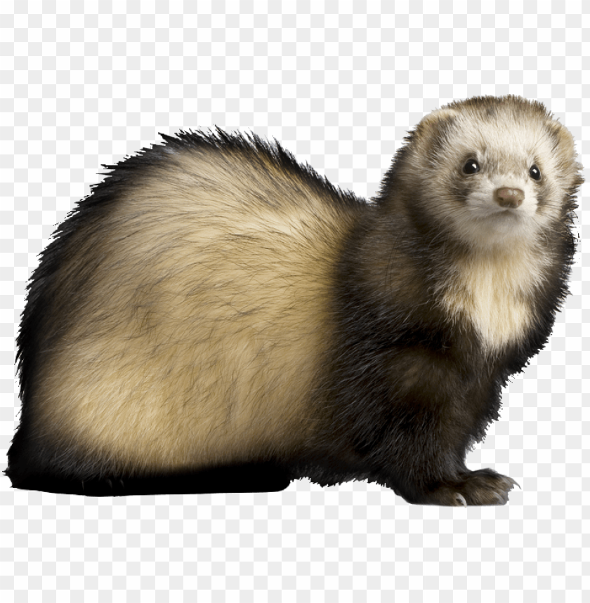 Detail Ferret Transparent Background Nomer 17