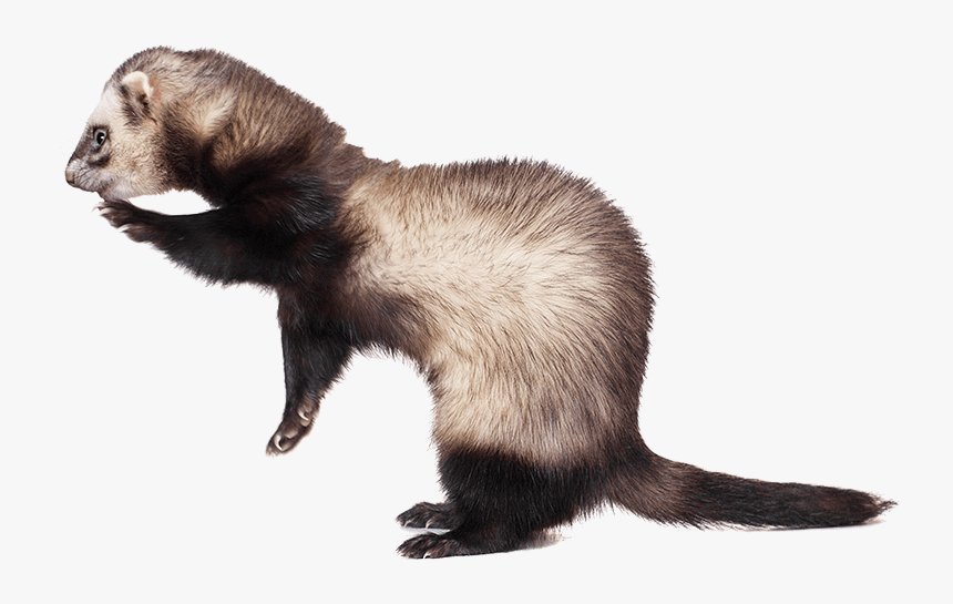 Detail Ferret Transparent Background Nomer 20