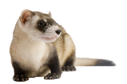 Detail Ferret Transparent Background Nomer 21